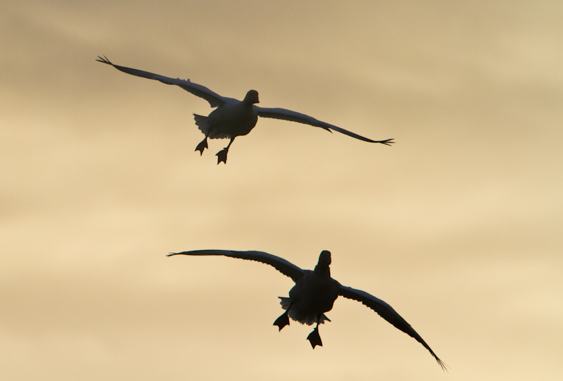 Snow Geese In Flight